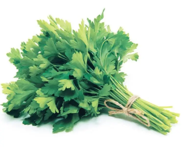 جرزة بقدونس